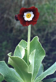 Primula auricula hybrids (1)